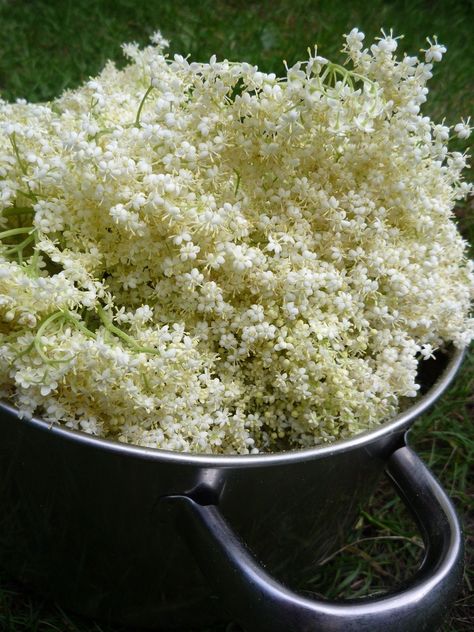 Elderflower Cordial Recipe - Chasing the Donkey Elderflower Wine, Elderflower Recipes, Elderflower Champagne, Elderberry Wine, Champagne Recipe, Cordial Recipe, Red Currants, Homemade Alcohol, Elderflower Cordial