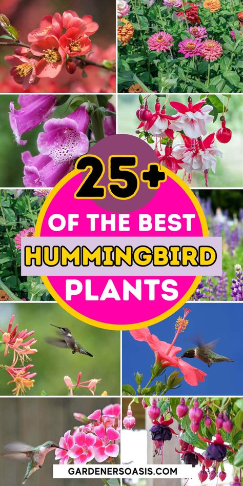 Hummingbird Plants: 25+ Of The Best Flowers That Attract Hummingbirds | Gardens Hummingbird Garden Design, Hanging Basket Flowers, Attracting Hummingbirds, Basket Flowers, Hummingbird Plants, Attract Hummingbirds, Vegetable Garden For Beginners, Full Sun Plants, Hummingbird Flowers