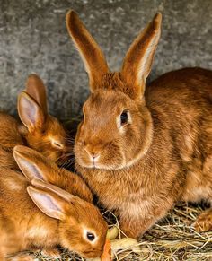 . Dreams Photo, Beautiful Rabbit, Bunny Pictures, Bunny Art, Baby Bunnies, Woodland Creatures, Hamsters, Small Family, Animals Friends