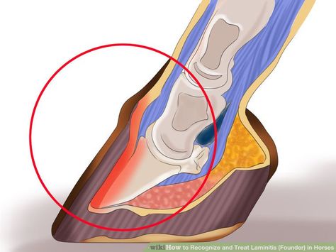 Laminitis In Horses, Horse Stables Design, Therapeutic Horseback Riding, 4h Projects, Equine Veterinary, Horse Hoof, Horse Knowledge, Tennessee Walking Horse, Thoroughbred Racehorse