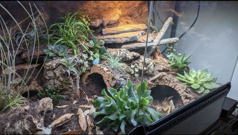 Leopard Gecko Natural Terrarium, Hognose Bioactive, Desert Terrarium Reptile, Leopard Gecko Tank Setup Ideas, Leopard Gecko Vivarium Ideas, Bioactive Leopard Gecko Enclosure, Leopard Gecko Vivarium, Terrestrial Tarantula Enclosure, Bioactive Snake Enclosure