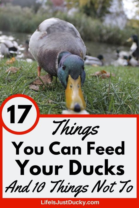 What should you be feeding your backyard ducks? Here are 17 things you can feed your ducks and 10 things ducks should not eat. What is healthy to feed your ducks? Duck And Geese Coop, Dog Costumes For White Dogs, What Do Ducks Eat, Duck Treats Ideas, What Can Ducks Eat, Duck House Ideas Diy, Duck Ideas Diy, Duck Pens Ideas, Inside Duck Coop