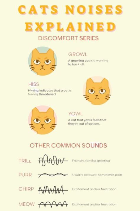 Cat Sounds Meaning, Reasons To Get A Cat, Cat Owner Hacks, Cat Meow Meaning, Cat Owner Tips, Cat Communication, First Time Cat Owner, Cat Noises, Happy And Content