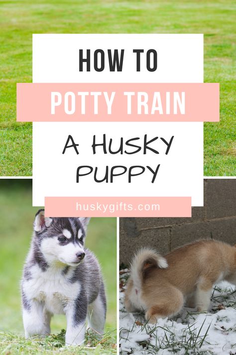 Training guide about how to potty train a husky puppy Husky Training Tips, Potty Training Puppies, Dog Training Obedience Puppies, Puppy Feeding Schedule, Husky Puppy Training, Siberian Husky Training, Protection Dog Training, Husky Training, Puppy Training Guide