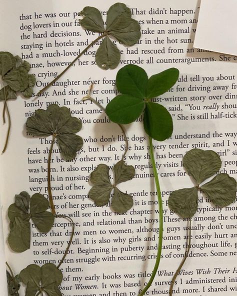 Three Leaf Clover Aesthetic, Clovercore Aesthetic, Four Leaf Clover Wallpaper Aesthetic, Aesthetic Four Leaf Clover, Clovers Aesthetic, 4 Leaf Clover Wallpaper, 4 Leaf Clover Aesthetic, Tyche Aesthetic, Four Leaf Clover Aesthetic