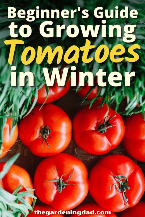 How To Grow Tomatoes Indoors, Grow Tomatoes Indoors, Indoor Tomato Plant, Grow Tomatoes, How To Grow Tomatoes In A Pot, How To Save Tomatoes For Winter, Growing Tomatoes Indoors Winter, Growing Food Indoors Winter, Winter Sowing Vegetables