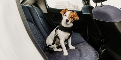 Holiday Traveling Tips for Pet Owners Pet Lifestyle, Dog Car Safety, Dog Seat Belt, Cat Steps, Pet Stairs, Dog Seat, Dog Steps, Dog Safety, Dog Car