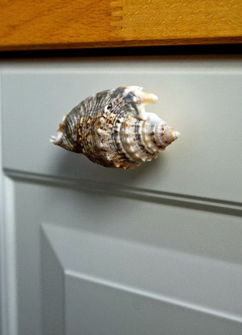 . Shell Knob, Ocean House, Beachy Decor, Beach Theme Decor, She Sells Seashells, Beach Cottage Decor, Shell Decor, Ocean Decor, Beach Cottage Style