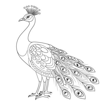 Peacock Line Drawing, Peacock Line Art, Picoke Bird Photo, Drawing Outlines Sketch, Peacock Outline Drawing, Peacock Black And White, Peacock Drawing Images, Pea Drawing, Peacock Drawings