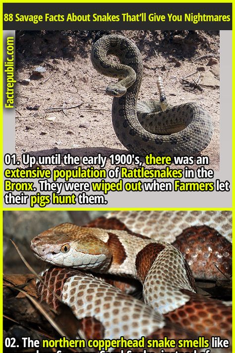 88 Savage Facts About Snakes That’ll Give You Nightmares - Fact Republic Facts About Snakes, Snake Facts, Fact Republic, Science Knowledge, Nature School, Snake Venom, Bedtime Reading, Animal Science, Fairy Tattoo