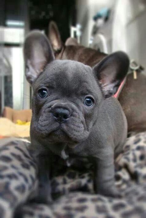 Mason Grey Frenchie, Baby Frenchie, French Bulldog Breeders, Dream Puppy, Blue Frenchie, Bulldog Francese, Blue French, French Bull, French Bulldog Puppies