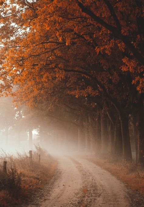 Autumn Magic, Autumn Scenes, Autumn Scenery, Dirt Road, Screen Saver, Fall Feels, Autumn Beauty, Fall Pictures, Autumn Cozy