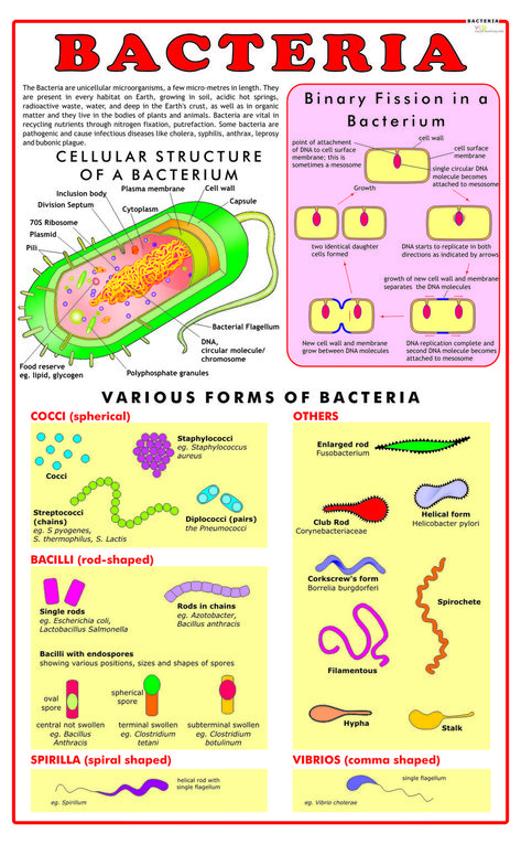 Bacteria Notes, Staphylococci Bacteria, Bacteria Cell, Cell Biology Notes, Microbiology Study, Biochemistry Notes, Anatomy Flashcards, Science Chart, Plant Biology