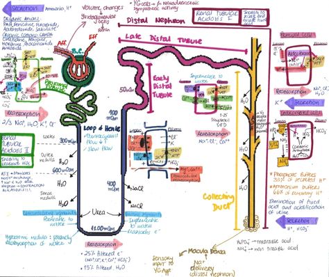 THE NEPRHON “ EDIT Please note that there´s a mistake in the drawing. The place where the macula densa cells should be is in the Distal Tubule, not the Collecting Duct. Thanks ” I did this a while ago but didn’t have the time to explain it… so i... Genitourinary System, Renal Physiology, Medical Assisting, Mcat Study, Medical Graduate, Urinary System, Medicine Notes, Medicine Studies, Pharmacy School