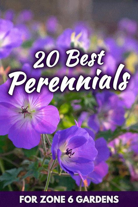 20 Best Perennials for Zone 6 Gardens. We have chosen the best perennials that is perfect for zone 6 areas. If you're having problems with your garden then this is the right post for you. These flower will go nicely for your landscaping ideas they also grow nicely in shaded places. Zone 3 Perennials Garden Plan, Zone 6 Perennial Garden Plan, Hardiness Zone 7b Plants, Hardiness Zone 8b Plants, Zone 6 Plants, Plants For Zones 7-8, Growing Geraniums, Purple Perennials, Perennial Garden Plans