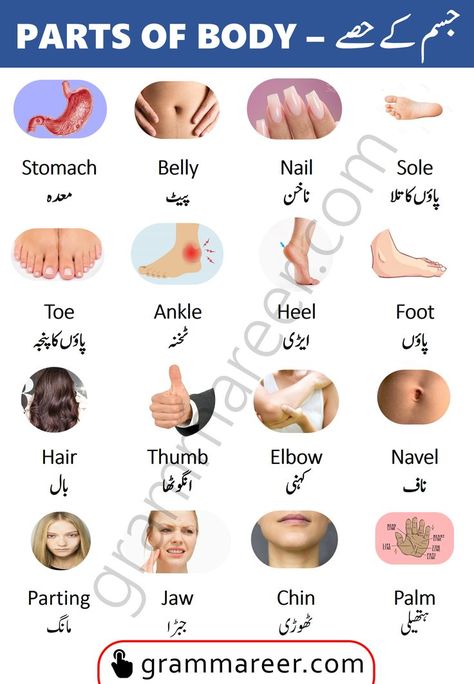 Human Body Vocabulary, Name Of Vegetables, Body Name, Parts Of Body, Simple English Sentences, Basic English Sentences, English Phrases Sentences, English Word Book, English Learning Books