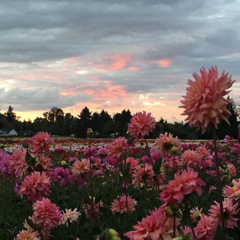 Field Of Dahlias, Dalia Core, Dahlias Aesthetic, Isobel Core, Dahlia Flower Aesthetic, Dahlia Aesthetic, Daliah Flower, Proposal Places, Dahlia Field