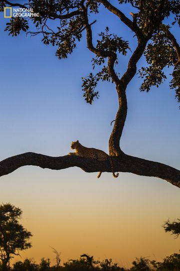 Nat Geo Photography, National Geographic Animals, Savannah Art, Female Leopard, Nat Geo Wild, National Geographic Photography, Nice Photography, Okavango Delta, Nature Photographer