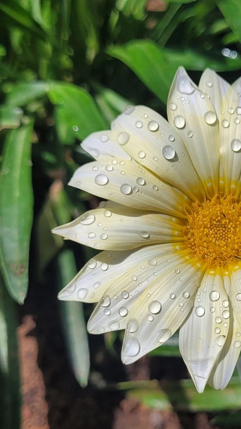 White yellow Gazania flowers aesthetic beautiful nature photography wallpaper art water drops rain spring Water Drop Aesthetic, Rain Flowers Aesthetic, Rain Drops On Flowers, Flowers With Raindrops, Dew Drops On Flowers, Nature Mood Board, Water Droplets Photography, Gazania Flowers, Nature Photography Wallpaper