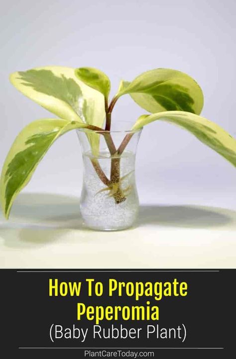 Learn how to propagate Peperomia (Baby Rubber Plant) using this step by step guide. We cover all the fine details and options for propagation. [GUIDE] Peperomia Plant Propagation, How To Propagate Peperomia, Propagating Peperomia, Rubber Plant Propagation, Peperomia Propagation, Propagate Peperomia, Planting Party, Baby Rubber Plant, Snake Plant Care