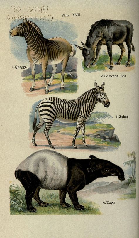 n371_w1150 Zoological Illustration, Patch Inspiration, Vintage Biology, Animal Atlas, Uncle Ben, Vintage Animals, Nature Collage, Extinct Animals, Rare Animals