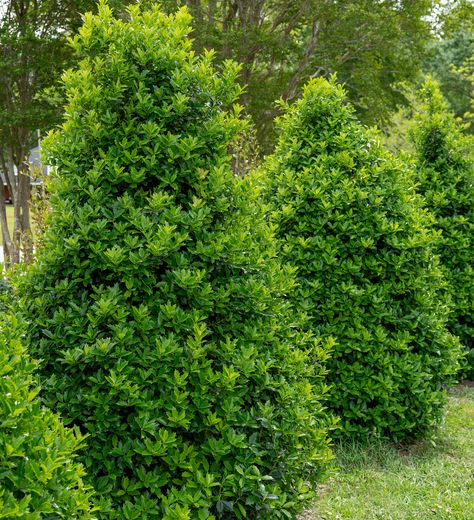 Looking to create a lush, private oasis in your yard? Check out our top 5️⃣ privacy hedge plants from the Southern Living Plant Collection! 🌳 1️⃣ Oakland Holly 2️⃣ Bigfoot Cleyera 3️⃣ Camellias 4️⃣ Coppertop Sweet Viburnum 5️⃣ Purple Diamond Loropetalum Build your peaceful retreat and enjoy privacy all year round with these robust and beautiful hedge plants 🏡 Head to our website to learn more and start planting your way to privacy today! ⤵️ (link in bio) Oakland Holly, Sweet Viburnum, Hedge Plants, Southern Living Plant Collection, Winter Sets, Privacy Hedge, Purple Diamond, Winter Set, Plant Collection