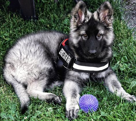 Me in my first #sdit vest Ravyn ↠ 12 weeks old Shiloh Shepherd Dog, Berger Malinois, Shiloh Shepherd, Cute Dog Collars, Pretty Dogs, Dog Breeder, Shepherd Puppies, 12 Weeks, Girl And Dog