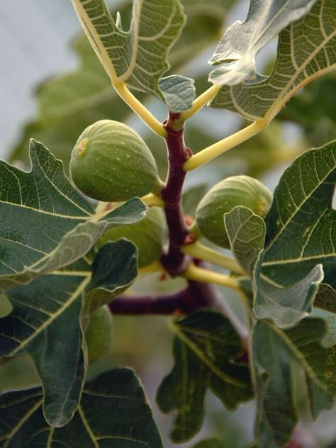 Fig Tattoo, Evergreen Nursery, Fruit Trees In Containers, Ficus Carica, Kitchen Gardening, Fig Fruit, Fig Trees, Fig Recipes, Tropical Background