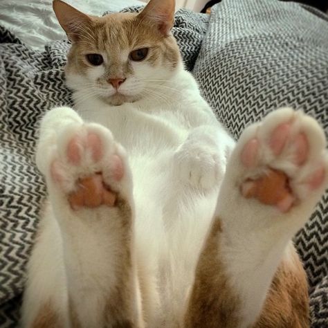 Pink toes are the best toes Cat With Paws Up, Cat Paw, Kitty Tattoos, Cat Obsession, Cat Tattoo Designs, Gorgeous Cats, Cat Pose, Cat Boarding, Cat Aesthetic