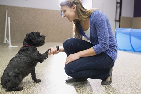 Dog trainers assist with behavior modification and obedience training. Learn more about this career path. Dog Training Business, Training Business, Animal Behaviorist, House Training Dogs, Dog Training Advice, Dog Training Techniques, Work With Animals, Training Your Puppy, Obedience Training