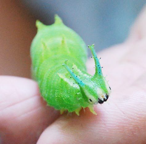 Cute Catipillar, Japanese Emporer Caterpillar, Cool Caterpillars, Pretty Caterpillars, Cute Catapillar, Fluffy Caterpillar, Japanese Emperor Caterpillar, Emperor Caterpillar, Pretty Bugs