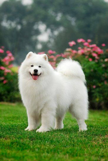 Cute Fluffy Dogs, Regnul Animal, Beautiful Dog Breeds, Samoyed Puppy, Samoyed Dogs, Very Cute Dogs, Really Cute Dogs, Cutest Animals