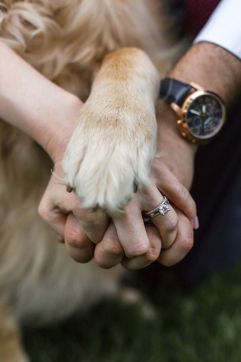 Photoshoot Poses Couple Wedding Photos, Idea For Wedding Photography, Wedding And Dog Photos, Dog Wedding Photo Ideas, Dog Wedding Pictures Photo Ideas, Wedding Shoot With Dogs, Dog And Wedding, Dogs In Backyard, Dog In Wedding Pictures