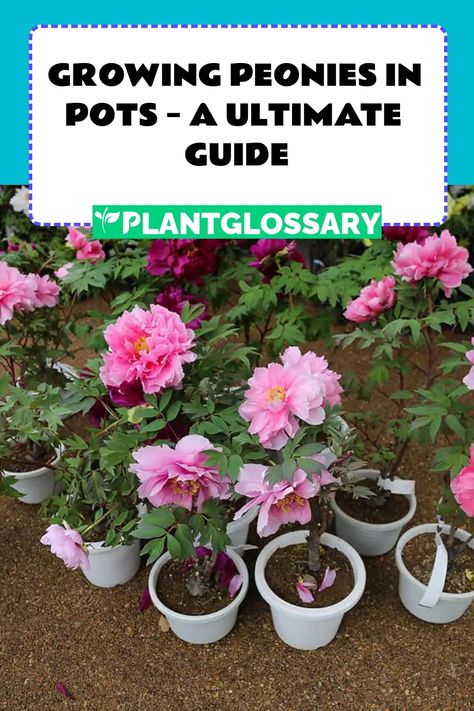 Peonies are compact in size, which leads many people to wonder if they are suitable for growing in pots. Here we look at the best ways to grow peonies in containers, and how their care differs from peonies grown in the ground. How To Grow Peonies In A Pot, Growing Peonies In Pots, How To Care For Peonies, Peony In Pots, Peonies In A Pot, Potted Peonies, Peonies In Pots, Georgia Gardening, Grow Peonies