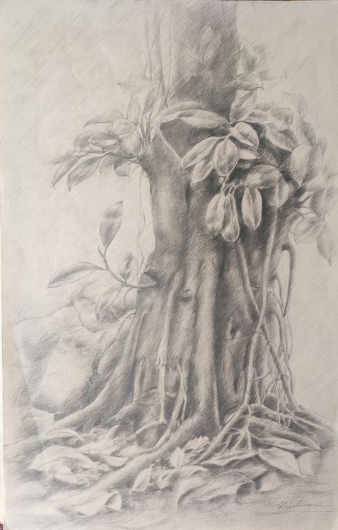 Tree nature study, pencil on paper by Krishna Mondal West Bengal India. Tree Realistic Drawing, Nature Study Drawing Sketch, Tree Nature Study, Nature And Wildlife Of India Drawing, Banyan Tree Sketch, Watercolor Tree Study, Outdoor Trees, Tree Study, West Bengal