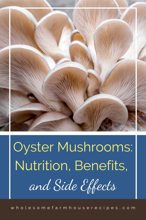 fresh oyster mushrooms Oysters Mushrooms Recipe, Oyster Mushroom Recipes, How To Cook Oyster Mushrooms, Cooking Oyster Mushrooms, Oyster Mushrooms Benefits, Oyster Mushrooms, Oyster Mushroom, Blue Oyster Mushrooms, Raw Oyster Mushroom Recipe