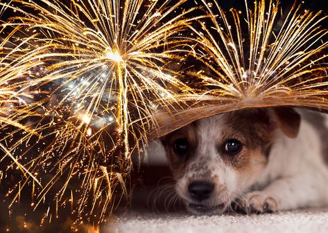 The Fourth of July, New Year’s Eve and other holidays are exciting events for us humans, but some pets are severely distressed by the noise of fireworks. Remember, dogs’ and cats’ hearing is much more sensitive than ours so those loud booms can be extremely uncomfortable! Here are some tips for keeping your pets safe... Dog Birthday Wishes, Dogs And Fireworks, New Years Eve Fireworks, Training Puppy, Fire Works, Slay Queen, Jack Russel, Dog Tips, The Fourth Of July