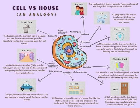 Cell Analogy Project Ideas Poster, Plant Cell Analogy Project Ideas, Prokaryotic Cell Model, Cell Analogy Project Ideas, Organelle Project, Cell Analogy Project, Cell City Project, Bio Student, Cell Analogy