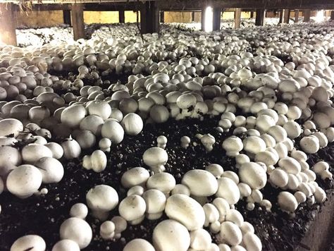 Chester County, Pennsylvania produces a whopping half of all the mushrooms in the United States, and its spooky farms don't look like anything else on Earth Chester County Pennsylvania, White Button Mushrooms, Button Mushroom, Button Mushrooms, Alien Planet, Chester, Travel Dreams, On Earth, The United States