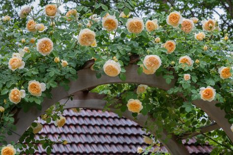 David Austin's Teasing Georgia Climbing Rose Arbor - Contemporary - Garden - DC Metro - by Everett Garden Designs | Houzz AU Climbing Roses For Shade, Roses For Shade, Melissa Clark, Rose Arbor, Climbing Rose, Garden Floor, Garden Makeover, Dc Metro, Contemporary Garden