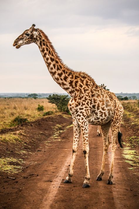 Masai Giraffe || Oleg Magni - take action. stay inspired. Masai Giraffe, Wildlife Pictures, Animal Reference, Stay Inspired, Wild Animals, Take Action, Wolves, Animals And Pets, Animals Wild