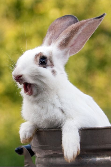 Rabbit care tip number 1- Your bunny gets scared of loud noises! Rabbit Expressions, Scared Bunny, Illustration Lapin, Open Mouth Drawing, Short Animation, Rabbit Drawing, Bunny Care, Mouth Drawing, Pink Wallpaper Backgrounds