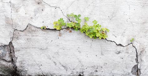 Plant growing in cracked wall, Acton | flora & company Cracked Wall, Plants Growing, Plant Growing, Urban Nature, Chelsea Flower, Wild Things, Grow Out, Plant Life, Pressed Flowers