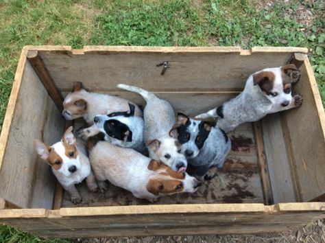 Australian Cattle Dog Puppies Australian Cattle Dog Aesthetic, Australian Heeler, Australian Puppies, Australian Cattle Dog Puppy, Cattle Dog Puppy, Aussie Cattle Dog, Red Dogs, Dog For Sale, Austrailian Cattle Dog