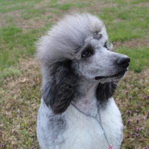 Standard Poodles For Sale, Pardi Poodles, Red Poodles Standard, Silver Beige Standard Poodle, Parti Poodle Standard, Poodle Puppies For Sale, Parti Poodle, Poodle Puppy Standard, Heart Songs