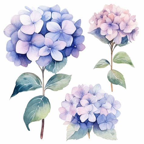 Watercolor hydrangea Hydrangea Sketch, Hydrangea Watercolor Painting, Hydrangea Drawing, Hydrangea Illustration, Hydrangea Watercolor, Watercolor Pencil Art, Hydrangeas Art, Watercolor Hydrangea, Hydrangea Painting