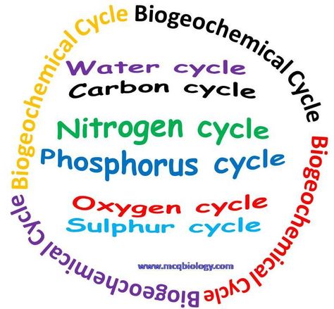 Multiple choice on biogeochemical cycle Biogeochemical Cycles, Nitrogen Cycle, Carbon Cycle, Multiple Choice Questions, 8th Grade Science, Water Cycle, Choice Questions, Questions And Answers, Multiple Choice