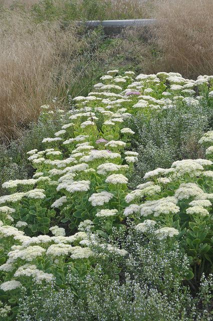 Yarrow Field, Sedum White, Calamintha Nepeta, Deschampsia Cespitosa, Personal Garden, Piet Oudolf, Drought Tolerant Garden, Prairie Garden, Drought Tolerant Landscape