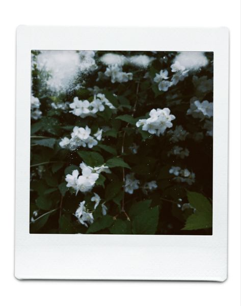 Polaroid Flowers Aesthetic, Polaroid Widget, Polaroid Filter, Polaroid Pics, Filter Photo, Polaroid Photography, Photography Help, Polaroid Pictures, Gifts Jewelry