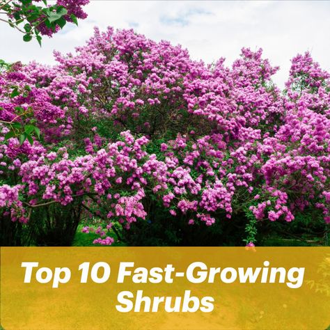 Beautify Your Outdoor Space Fast Growing Shrubs, Garden Aesthetic, Fast Growing, Beautiful Gardens, Outdoor Space, Lush, Top 10, 10 Things